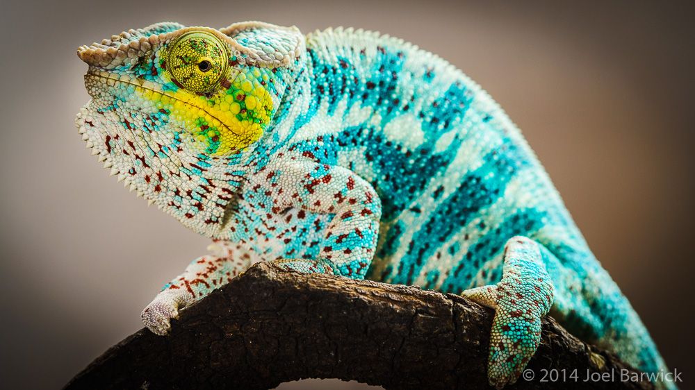 Nosy Faly panther chameleon eggs hatching! | Reptile Forums